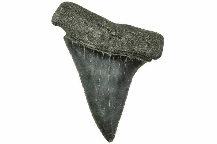 Fossil Broad-Toothed Mako Tooth - South Carolina #214667